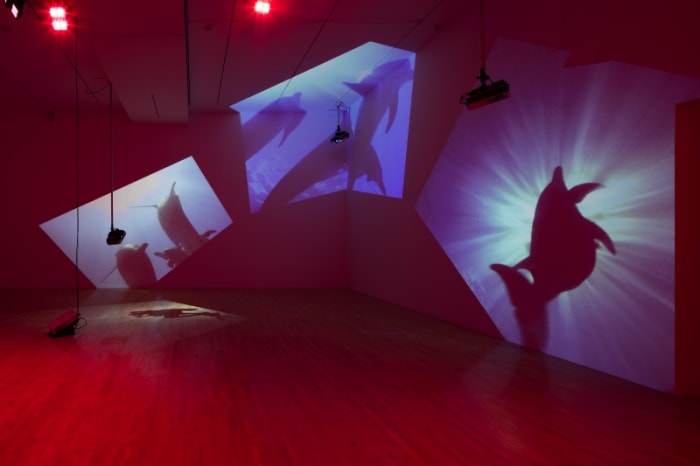 Diana Thater, Delphine, 1999. Installation view, Diana Thater: The Sympathetic Imagination, Los Angeles County Museum of Art, 2015–16. Courtesy the artist and David Zwirner, New York/London/Hong Kong. Photo by Fredrik Nilsen. © Diana Thater