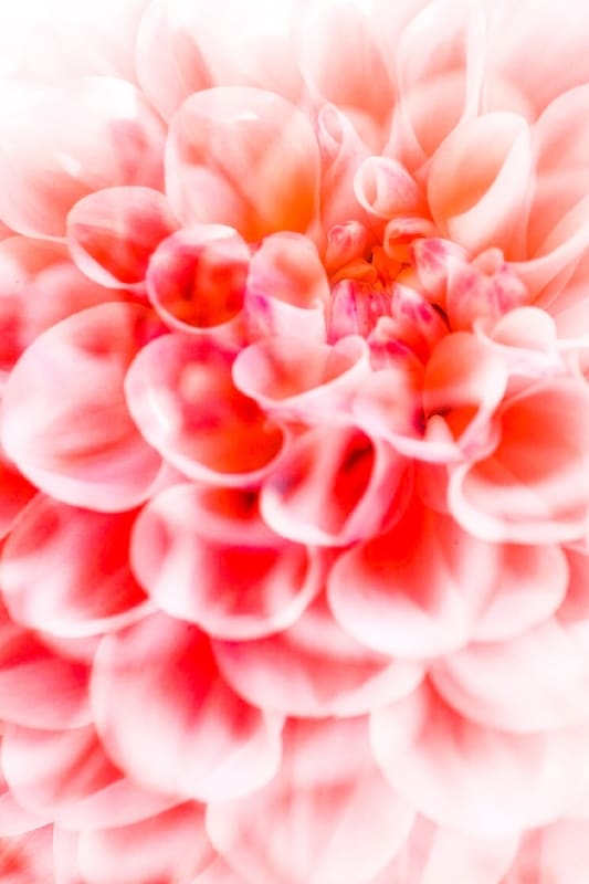 Flora 9 by Hardie Cobbs, digital print, 6" x 8" (matted, to 8" x 10" unframed), $50